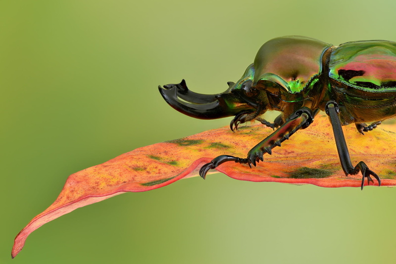macro, 1080P, sheet, background, Rainbow stag beetle, beetle