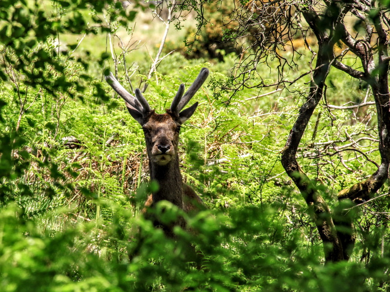 nature, deer, animals in the wild, mammal, tree, scotland, animal, land, selective focus, one animal, plant, outdoors, animal themes, forest, herbivorous