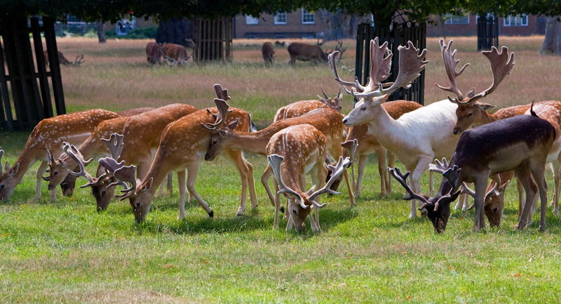 roe deer, mammal, hart, animals, plant, wildlife, stag, deer, field, image, male, domestic animals, nature, animals in the wild, animal, herd, animal themes