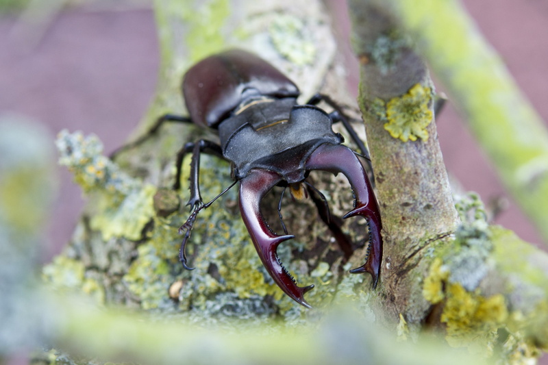 animals in the wild, no people, beetle, close-up, animal, animal wildlife, outdoors, invertebrate, stag beetle, zoology, day, animal body part, one animal