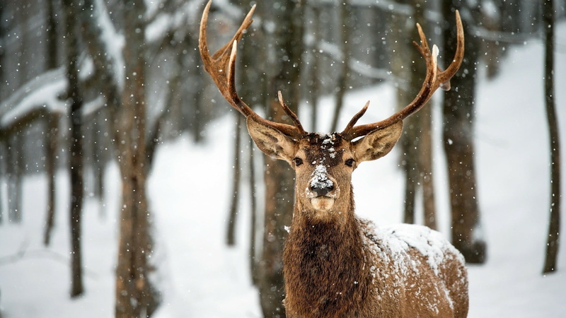 herbivorous, animal, mammal, nature, no people, animals in the wild, snowing, deer, tree, white tailed deer, woodland, one animal, land, 1080P, cold temperature