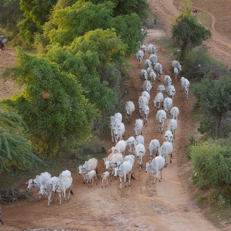 cattle, dairy cows, flock, no people, cows, animal themes, agriculture, 2K, pets, large group of animals, mammal, animals in the wild, herbivores, plant