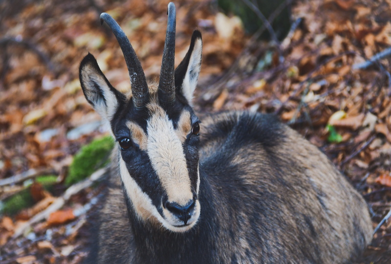 rupicapra rupicapra, neuchâtel, animal body part, animals in the wild, switzerland, nature, animal head, herbivores, herbivore, mammal, fauna, animal wildlife