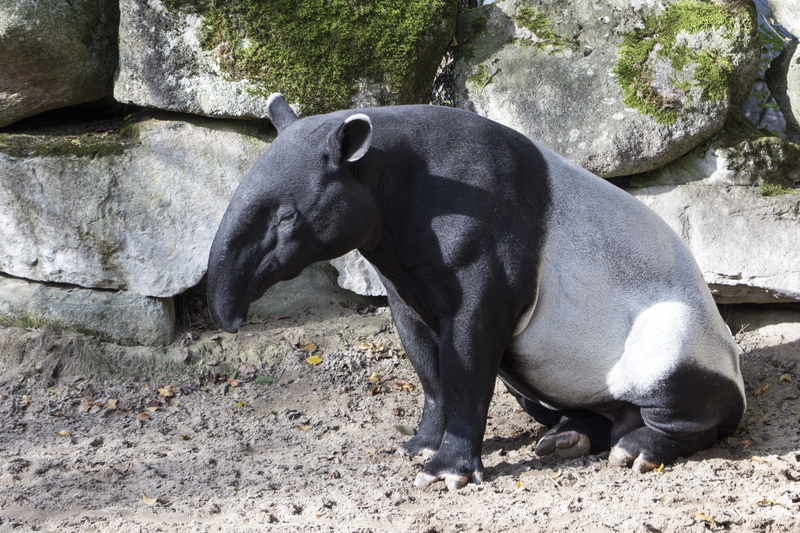 relaxation, outdoors, animal wildlife, mammal, one animal, skin, legged, malayan tapir, no people, nature, solid, 4K, fur, domestic animals, black, black color