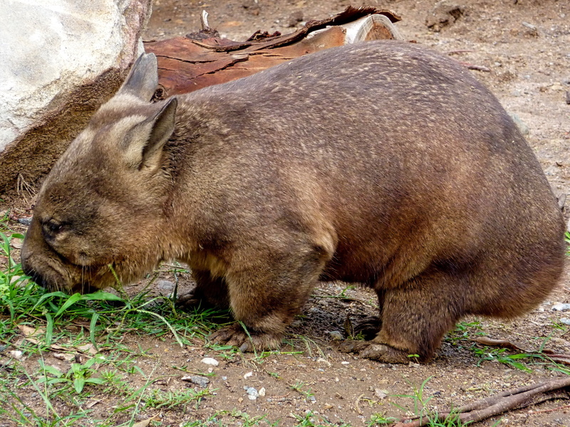 wombat, bear, mammal, animal themes, day, 2K, side view, australia, wildlife, vertebrate, animals in the wild, four, herbivore, brown, pig, animal, legged