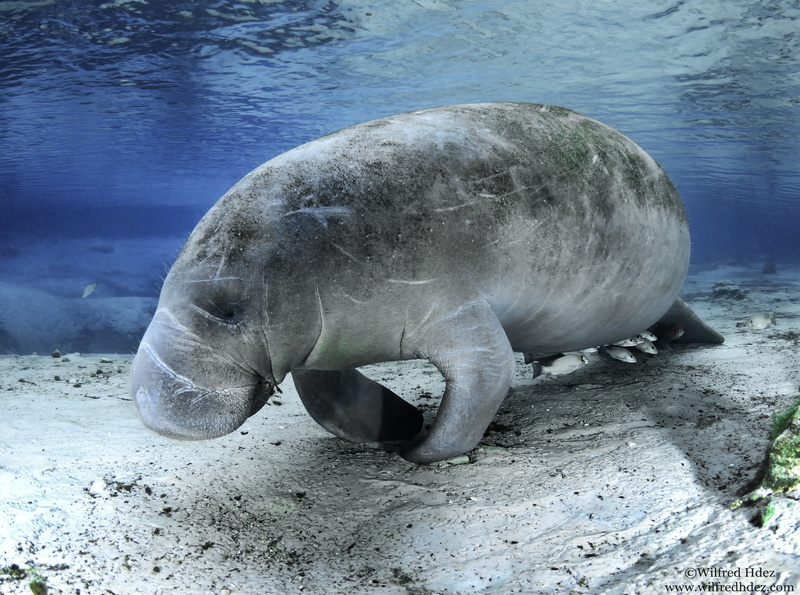 animal themes, Underwater, one animal, land, Animals, Reef, animal, Water, vertebrate, Bottom, day, Sea, Closeup, relaxation, Marine Species, animals in the wild