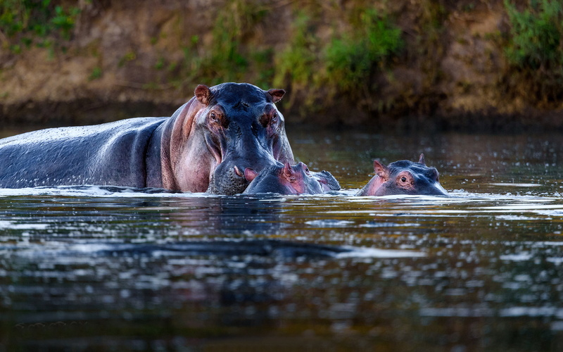 group of animals, lake, herbivorous, phones, semi, 4K, animal family, africa, mouth open, day, large, waterfront, animal themes, hd, nature, animals in the wild