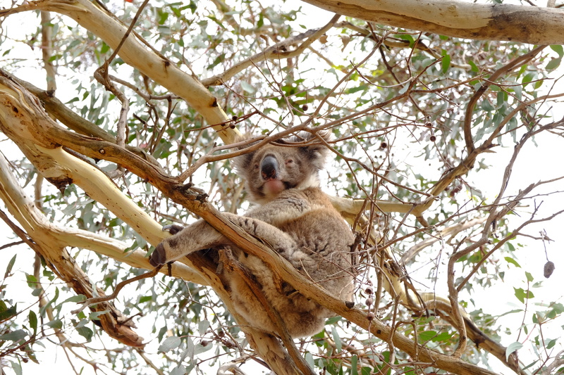 marsupial, one animal, herbivores, cute, australia, plant, no people, animal themes, australian, sweet, tree, mammal, rest, koala, animals in the wild
