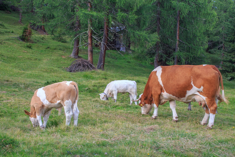 austria, horns, land, carinthia lesachtal, cow, pets, green color, plant, outdoors, domestic, grass, animal themes, vertebrate, tree, nature, mammal, no people