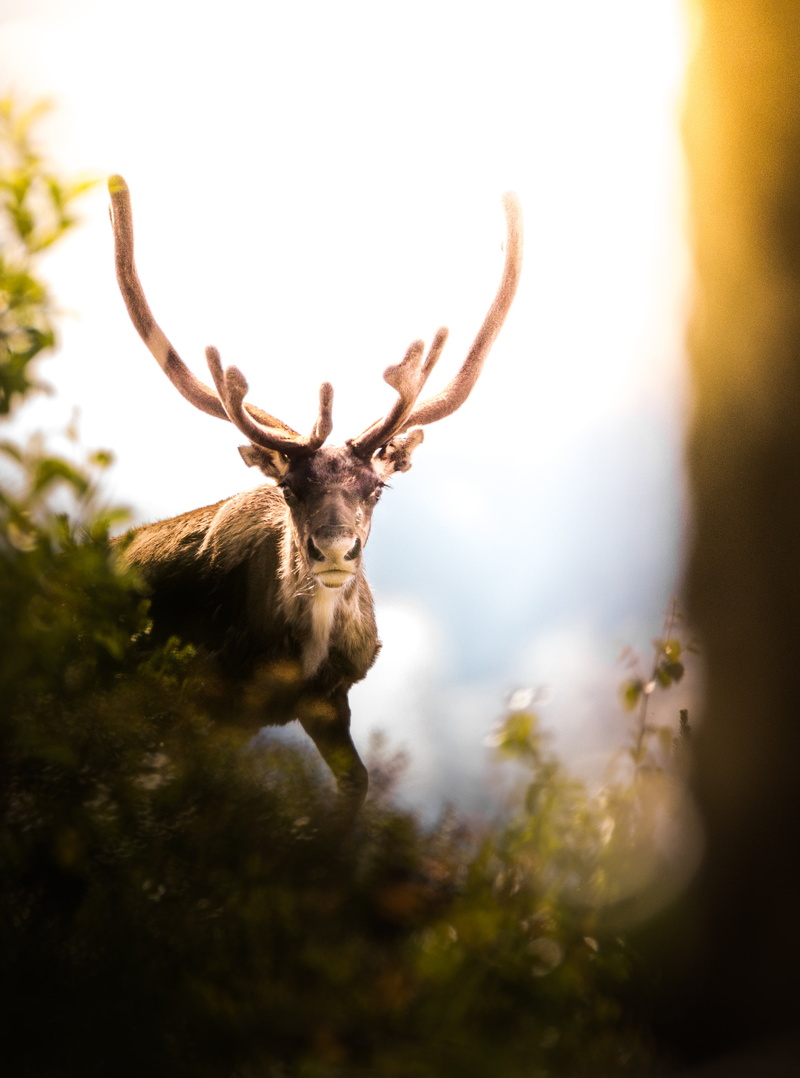 Sweden, forest, selective focus, animals, 2K, animals in the wild, animal head, plant, male animal, one animal, reindeer, deer, animal wildlife, land