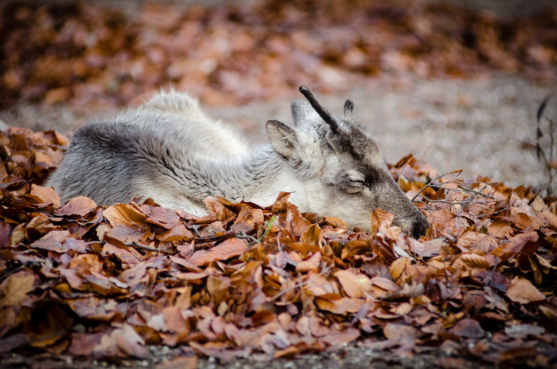 Reindeer, fawn, tierpark, bett, Rentier, mammal, bed, blätter, müde, Rangifer  tarandus  caribou, süß, 4K, nikon  d7000, deutschland, Germany, cute, antlers