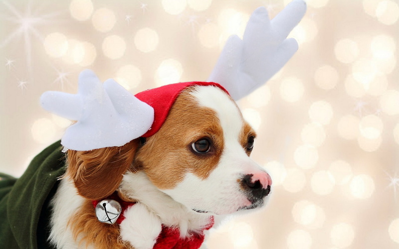 santa puppy, reindeer, puppy, cute puppy, 1080P, background