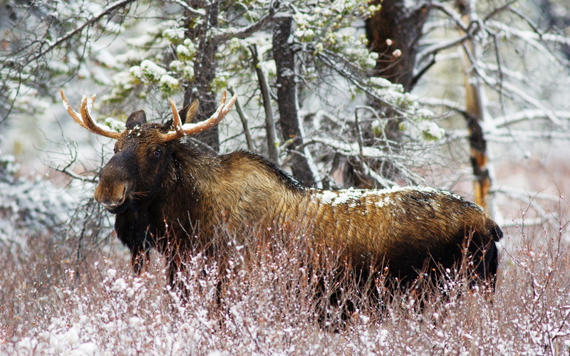 Snow, 1080P, Winter, Elk, Forest, Bush