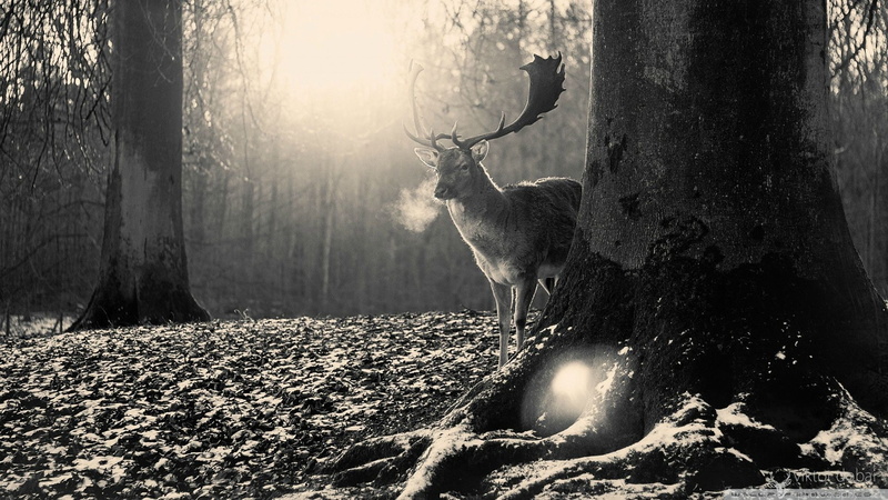 trees, nature, black, monochrome, 1080P, animals, forest clearing, elk, forest, gray, deer