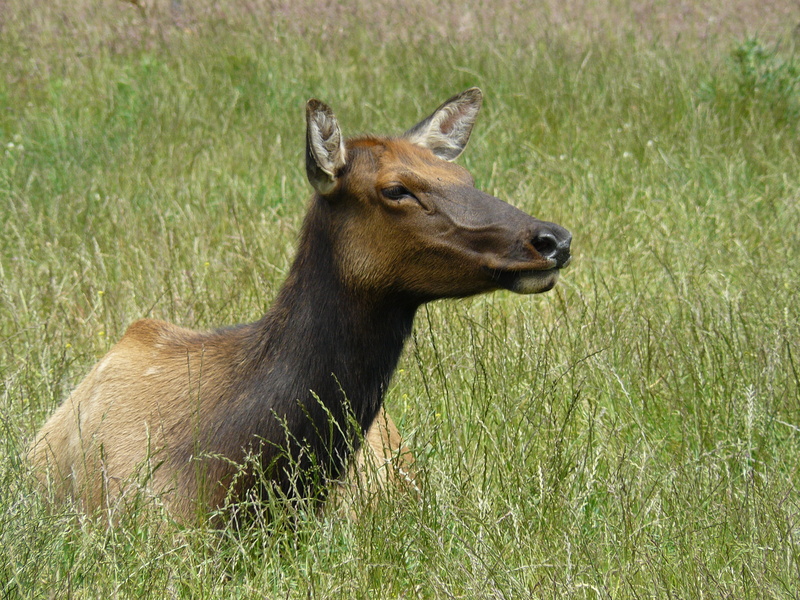 Roosevelt Elk, grass field, Prairie Creek Redwoods State Park, Animals, photo, roosevelt, binomial, brown, Forests, deer, closeup, green, nature, 2K, Elk Prairie