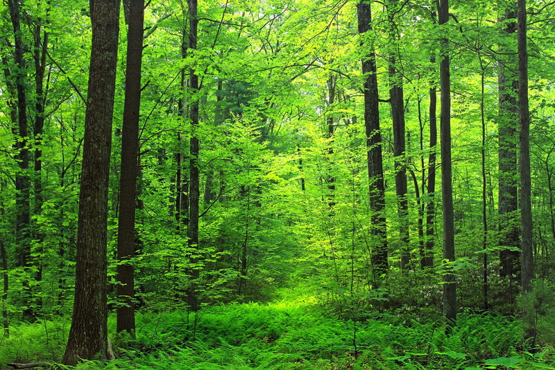 tranquil scene, trail, land, solitude, scenic, nature, ferns, scenics - nature, lush foliage, trees, woodland, coniferous tree, pine tree, non-urban scene