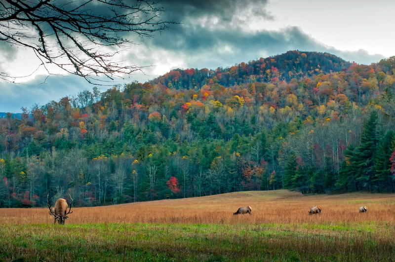 north carolina, sky, meadow, group of animals, mountain, gray, animal wildlife, four, wildlife, colors, mammal, animals, country, trees, outdoors, domestic animals