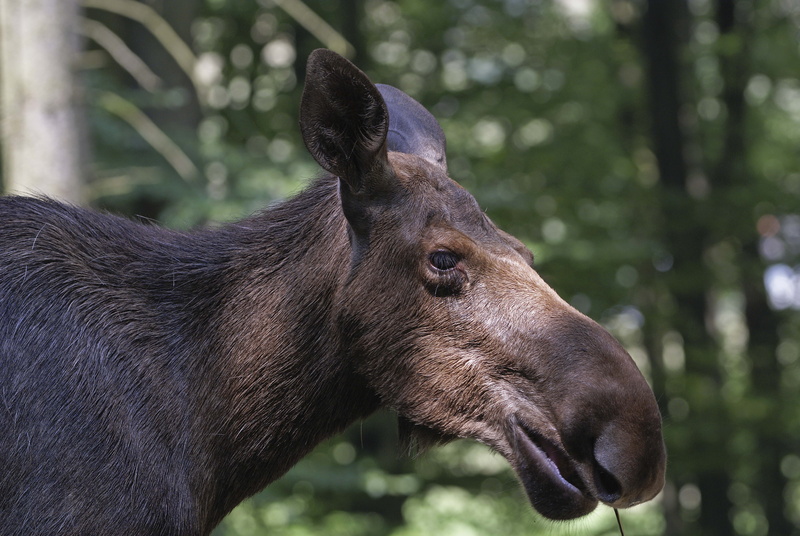 livestock, elk, young Animal, day, one Animal, animal wildlife, herbivorous, animals In The Wild, brown, grass, horse, focus on foreground, forest, profile view