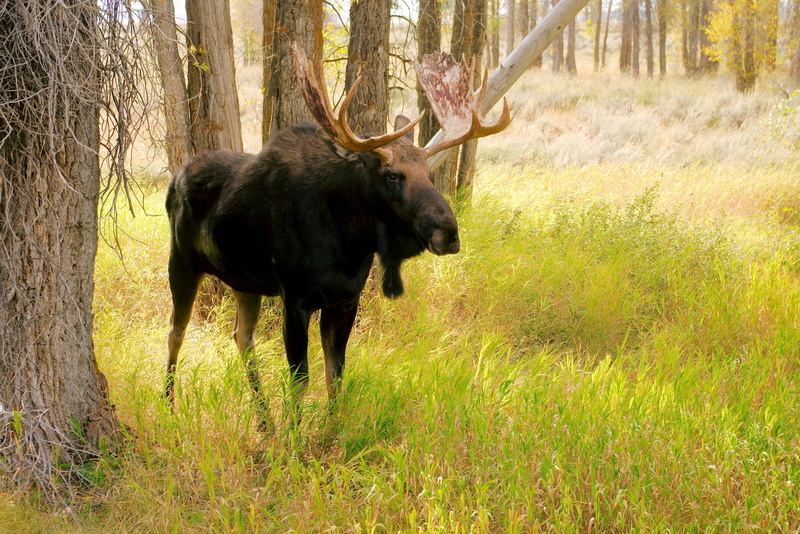 plant, national, park, grand, animal, bull, summer, moose, elk, wyoming, vertebrate, 2K, landscape, outdoors, antler, one animal, animal themes, bull moose