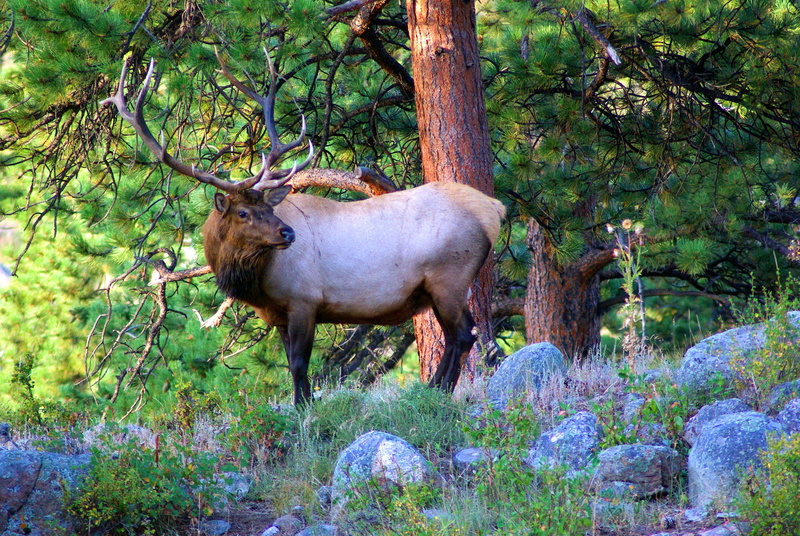 day, male, antler, deer, antlers, green color, livestock, buck, growth, land, wilderness, colorado, stag, mammal, no people, tree, animal wildlife, beauty in nature
