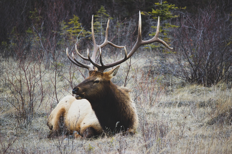 shrub, sitting, fur, mammal, laying, dried, hoof, animals in the wild, group of animals, day, grass, animal, moose, deer, point, 5K, laying down, land