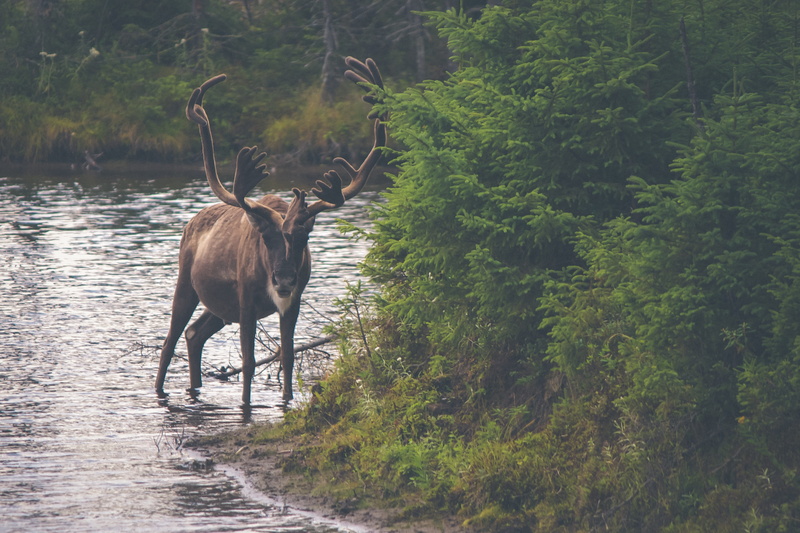 lake, animal themes, water, antelope, rivers, 4K, beauty in nature, shore, no people, animals And Pets, domestic animals, herbivorous, day, wilderness Area