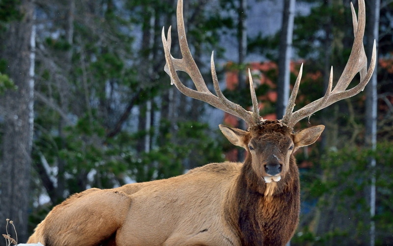 woodland, elk, vertebrate, forest, male Animal, deer, red Deer - Animal, portrait, one animal, nature, animals In The Wild, hunting, horns, plant, no People