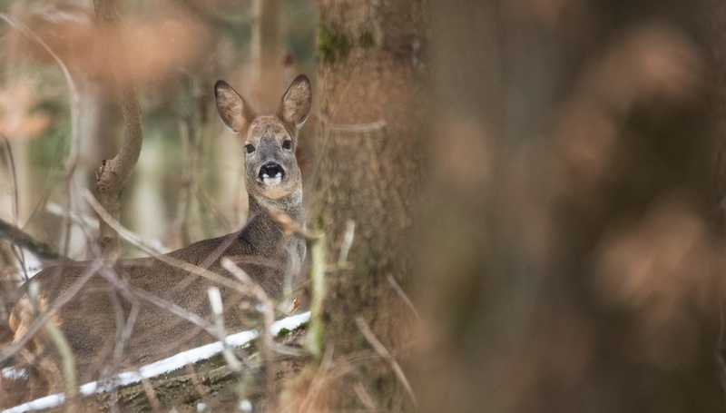 wildlife, portrait, day, vertebrate, forest, selective focus, animal head, bird, wild, ground, wilderness, mammal, looking at camera, animal themes, herbivorous
