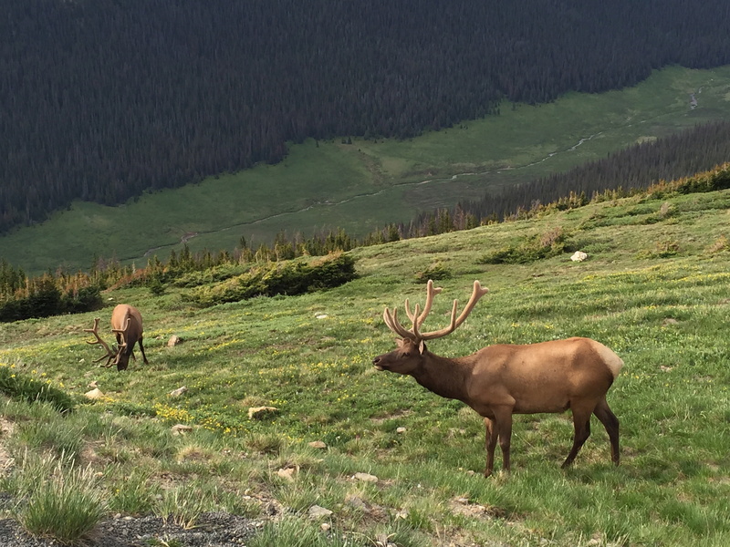 2K, day, animal, wildlife, forest, rocky mountain national park, outdoors, horned, nature, tree, no people, antler, plant, landscape, colorado, mammal