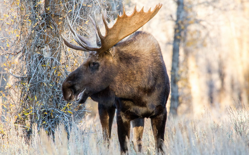 wilderness Area, deer, herbivorous, red Deer - Animal, animal, vertebrate, mammal, nature, animals In The Wild, plant, one Animal, day, fur, 2K, hoofed Mammal