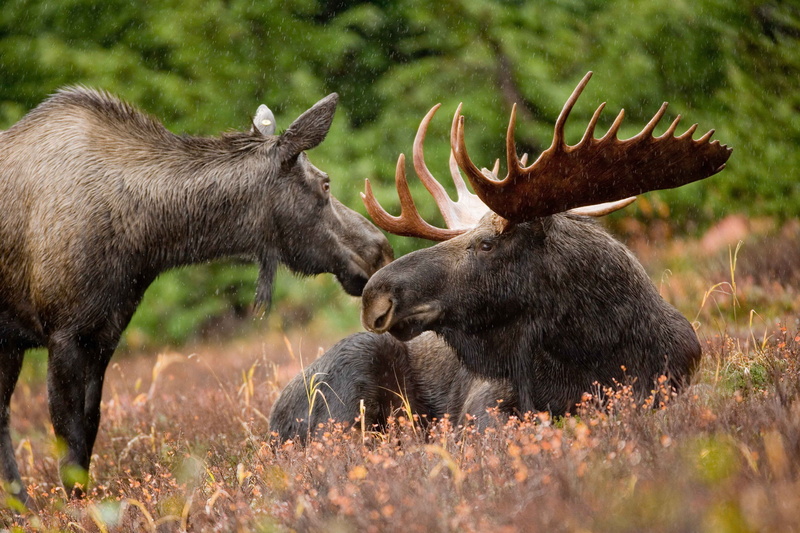 side view, antler, wildlife, selective, plant, nature, brown, bull, outdoor, animal, group of animals, male, grass, mammal, photo, herbivorous, alaska