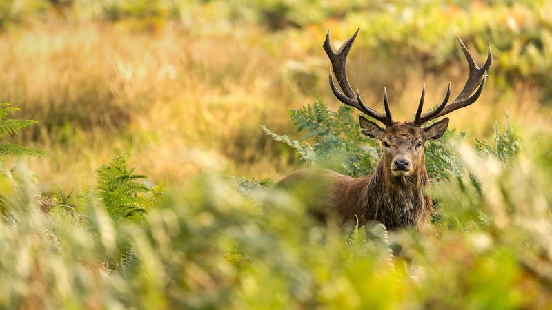 horns, Richmond Park, 1080P, red deer, London