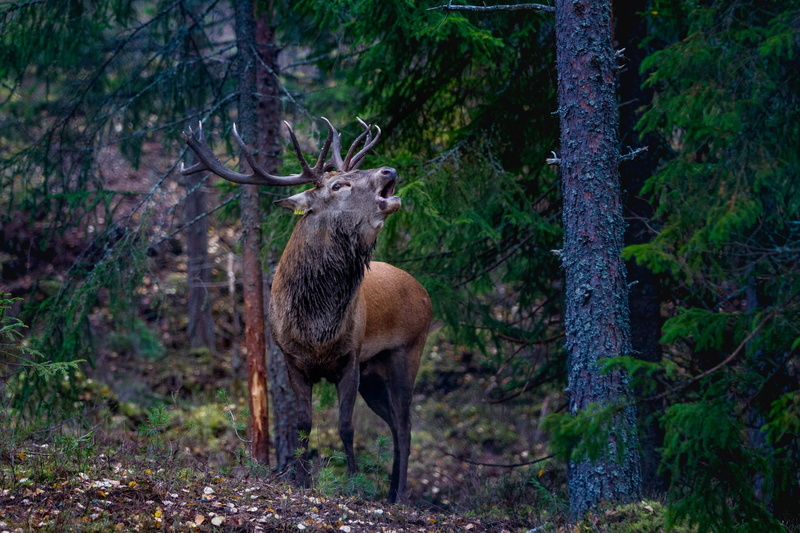 mammal, norway, tree trunk, one animal, moose, 1080P, trunk, animal, no people, forest, deer, red deer, plant, nature, land, animal themes, antler, day