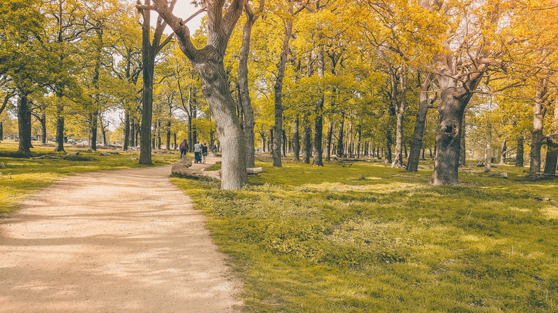 tree, kingston, richmond, footpath, the way forward, tranquil scene, plant, yellow, richmond park, beauty in nature, growth, treelined, tree trunk, outdoors