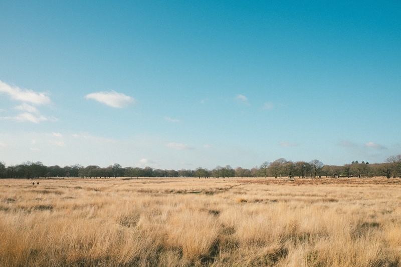 landscape, day, land, non-urban scene, rural scene, outdoors, prairie, tranquility, tranquil scene, grass, no people, park, sky, richmond, united kingdom
