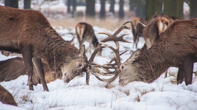 4K, deer, fighting, animal, herbivorous, cold temperature, fight, animals in the wild, leg, tree, stag, animal themes, field, antler, mammal, nature, day