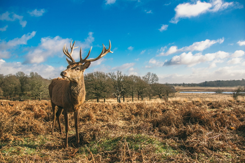 richmond, deer, animal wildlife, landscape, no people, 5K, animals in the wild, standing, animal, mammal, field, one animal, animal themes, outdoors, cloud - sky