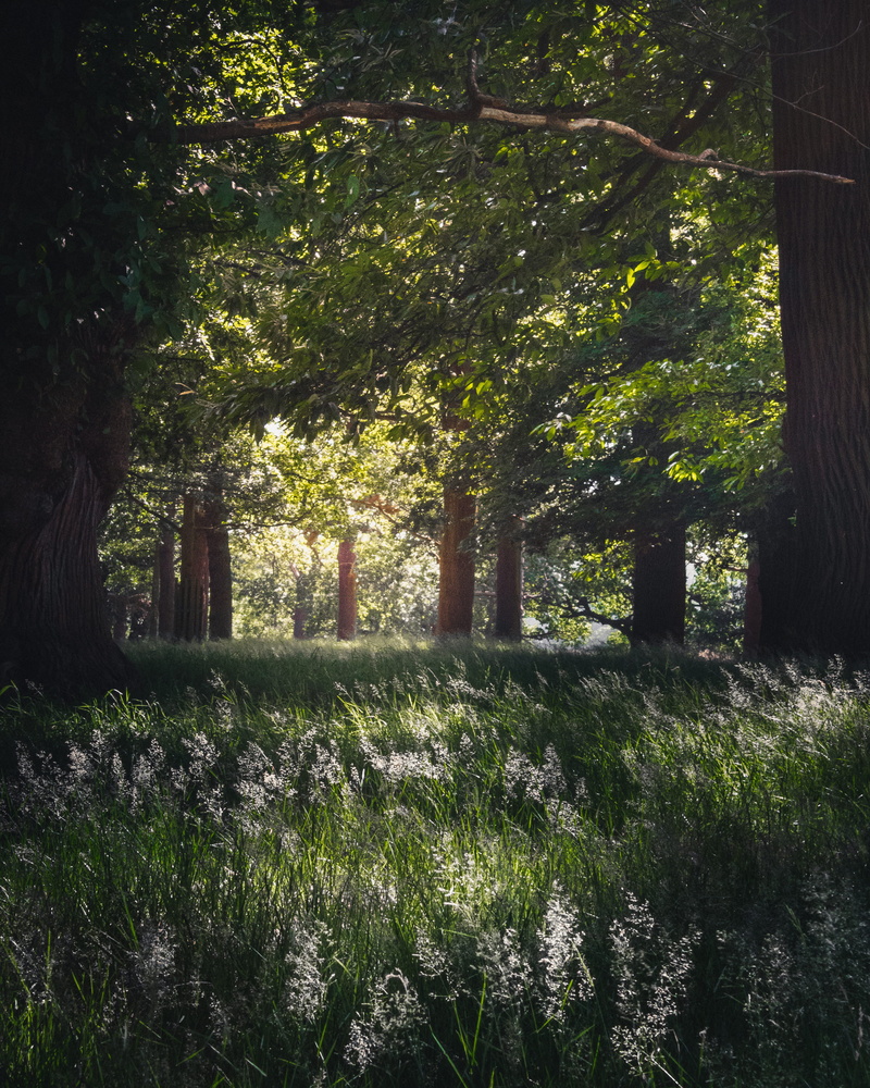 tree, nature, outdoors, tranquility, cemetery, sunny, sun, park, growth, sunlight, trees, united kingdom, green color, tree trunk, grass, richmond, greenery