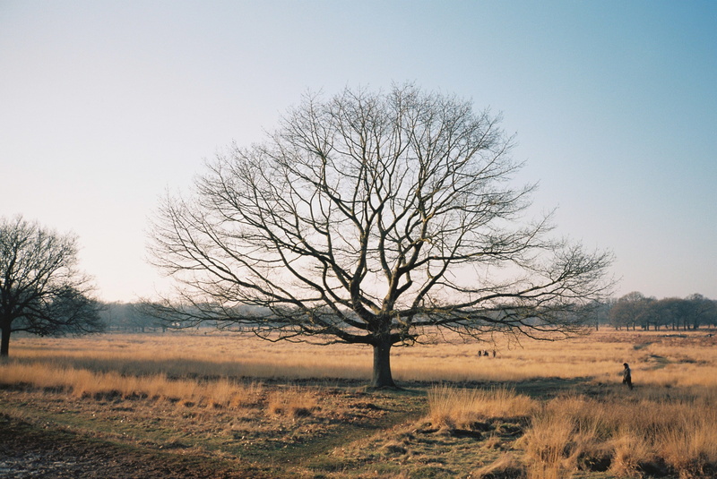 non-urban scene, kodak, outdoors, contax, land, no people, sky, winter, plant, bare tree, grass, field, branch, isolated, richmond, clear sky, dead plant