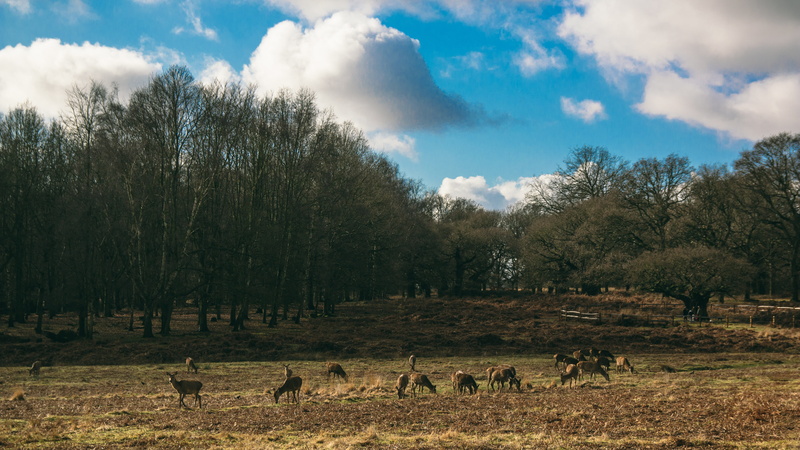 livestock, 5K, tree, animals in the wild, outdoors, animal wildlife, deer, nature, plant, environment, land, mammal, richmond park, animal, sky, vertebrate