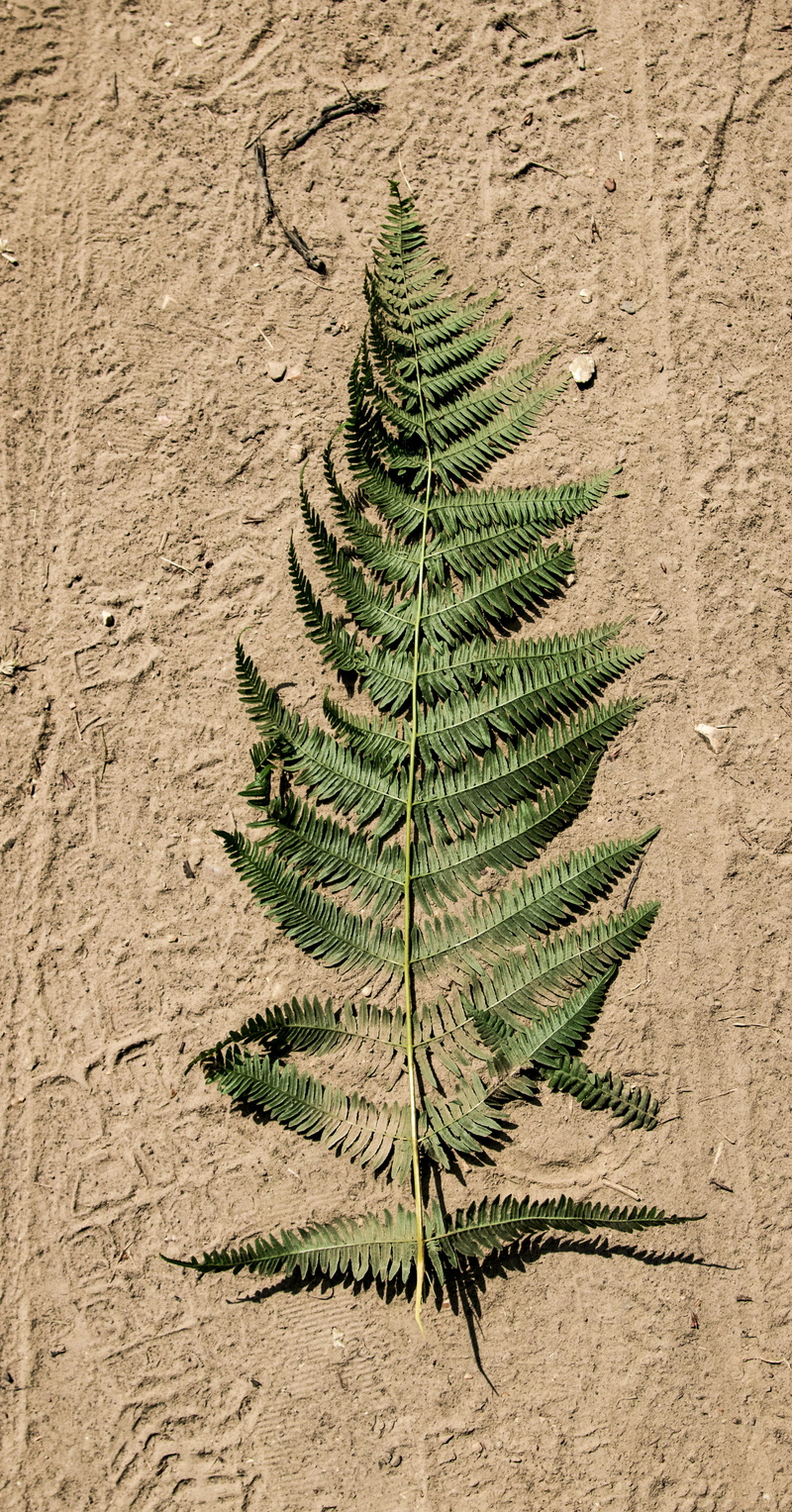 growth, dirt, fern, flora, high angle view, richmond, no people, united kingdom, spiky, brown, ground, climate, day, desert, coniferous tree, green, richmond park
