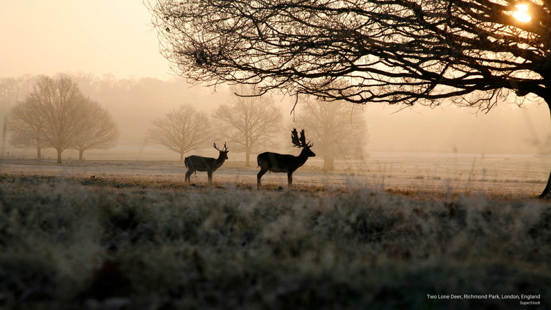 two, Animals, lone, park, richmond, deer, 2K, london, england