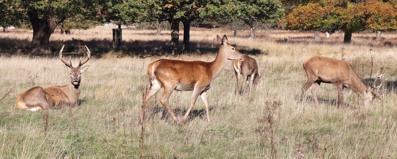 impala, lawn, richmond park, 4K, domestic animals, nature, agropyron, land, plant, no people, deer, vertebrate, field, group of animals, animals in the wild