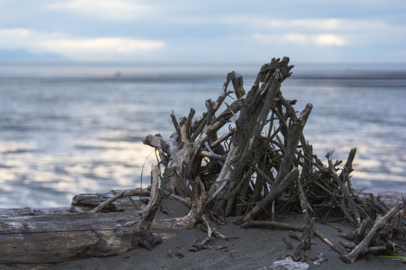 wood - material, outdoors, pnw, dead plant, focus on foreground, land, 5K, serene, wood, scenics - nature, nature, landscape, driftwood, seascape, peaceful