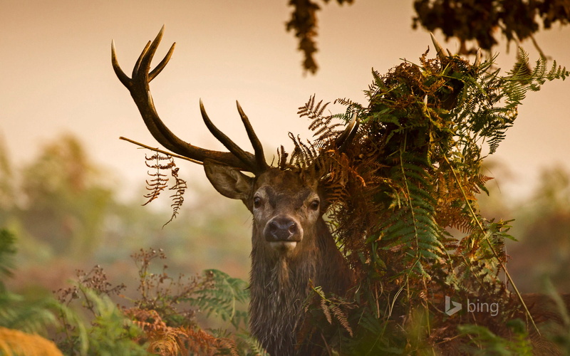 horns, England, thickets, deer, London, 1080P, Richmond Park, leaves, grass