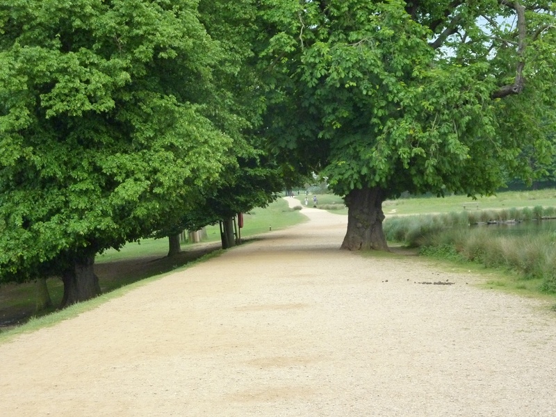 richmond park, day, green Color, the way forward, tree, park, growth, 2K, plant, scenics - nature, outdoors, road, trees, landscape, nature, grass, diminishing perspective