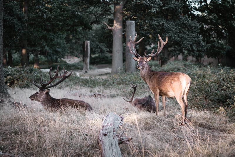 deers, golden hour, wildlife, elk, richmond park, shadow, 5K, red Deer - Animal, forest, wilderness Area, sunlight, outdoors, stag, horned, mammal, animals In The Wild