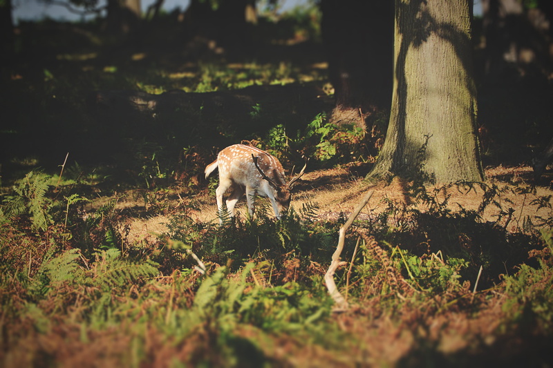 animal themes, no people, selective focus, london, one animal, standing, richmond, mammal, sunlight, tree trunk, richmond park, deer, animal, trunk, uk