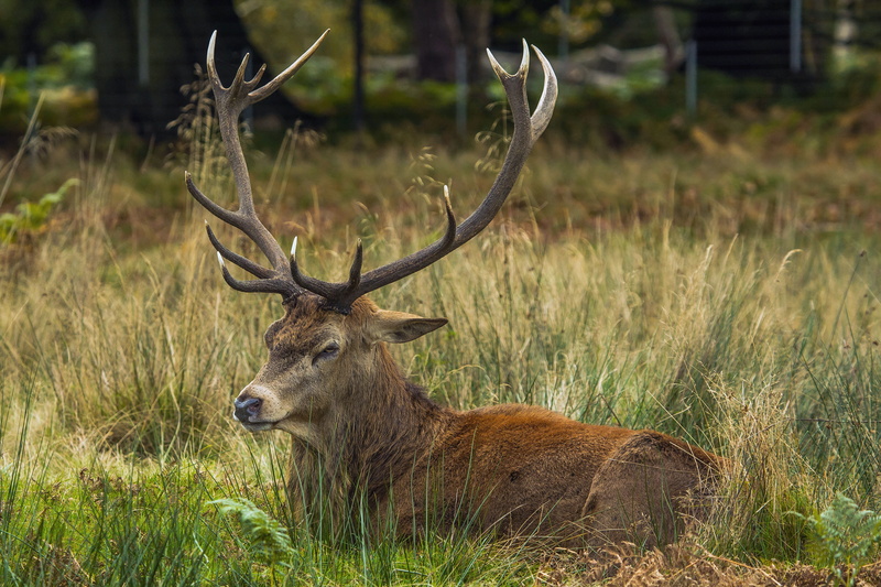 laying, grass, herbivorous, richmond, 5K, animal themes, land, brown, animals in the wild, park, horned, vertebrate, daytime, outdoors, deer, forest, relaxation