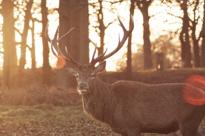 richmond park, day, standing, antler, richmond, herbivorous, sunset, outdoors, animal themes, deer, grass, no people, buck, animals in the wild